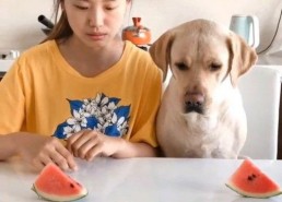 吃瓜比赛视频大全