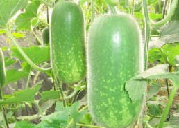 吃瓜大赛每日聚集地,揭秘吃瓜大赛每日聚集地的热门焦点