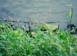 青青河边草视频,探寻自然之美与生命感悟