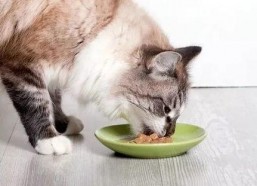 娱乐吃瓜酱丹麦猫咪,娱乐吃瓜酱的萌宠日常