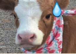 娱乐吃瓜君抖音,娱乐吃瓜君带你揭秘娱乐圈最新瓜料！