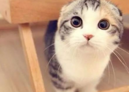 娱乐吃瓜君折耳猫,折耳猫的神秘魅力与争议